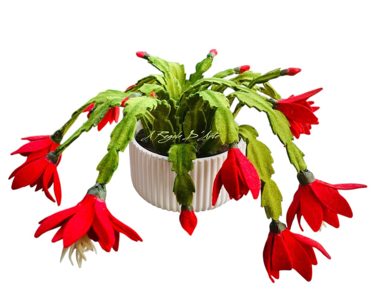 Kit “EPIPHYLLUM “