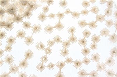 TESSUTO PIZZO DAISY 50X65CM - crema