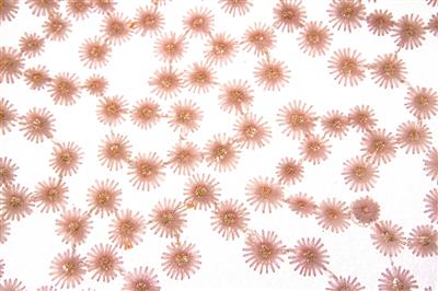 TESSUTO PIZZO DAISY 50X65CM - rosa