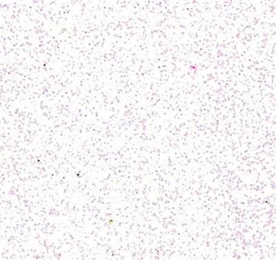 Gomma Crepla Glitter 2mm - Bianco – aregoladarteshop