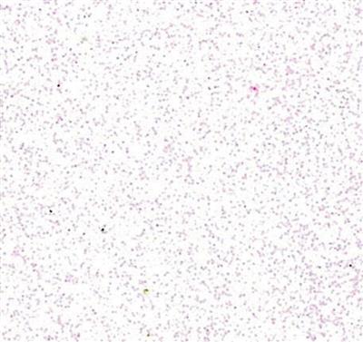 Gomma Crepla Glitter 2mm - Bianco 40x60 cm