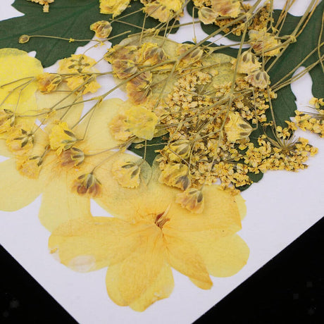 Fiori Secchi e Decorazioni