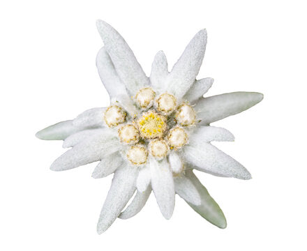 Fustella "Stelle ALPINE"