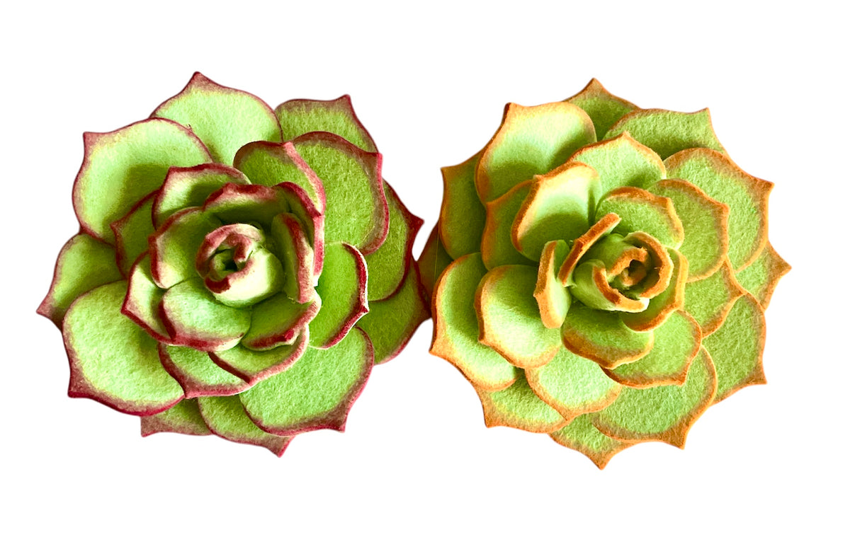 Kit “Echeveria”